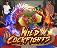 Wild Cockfights